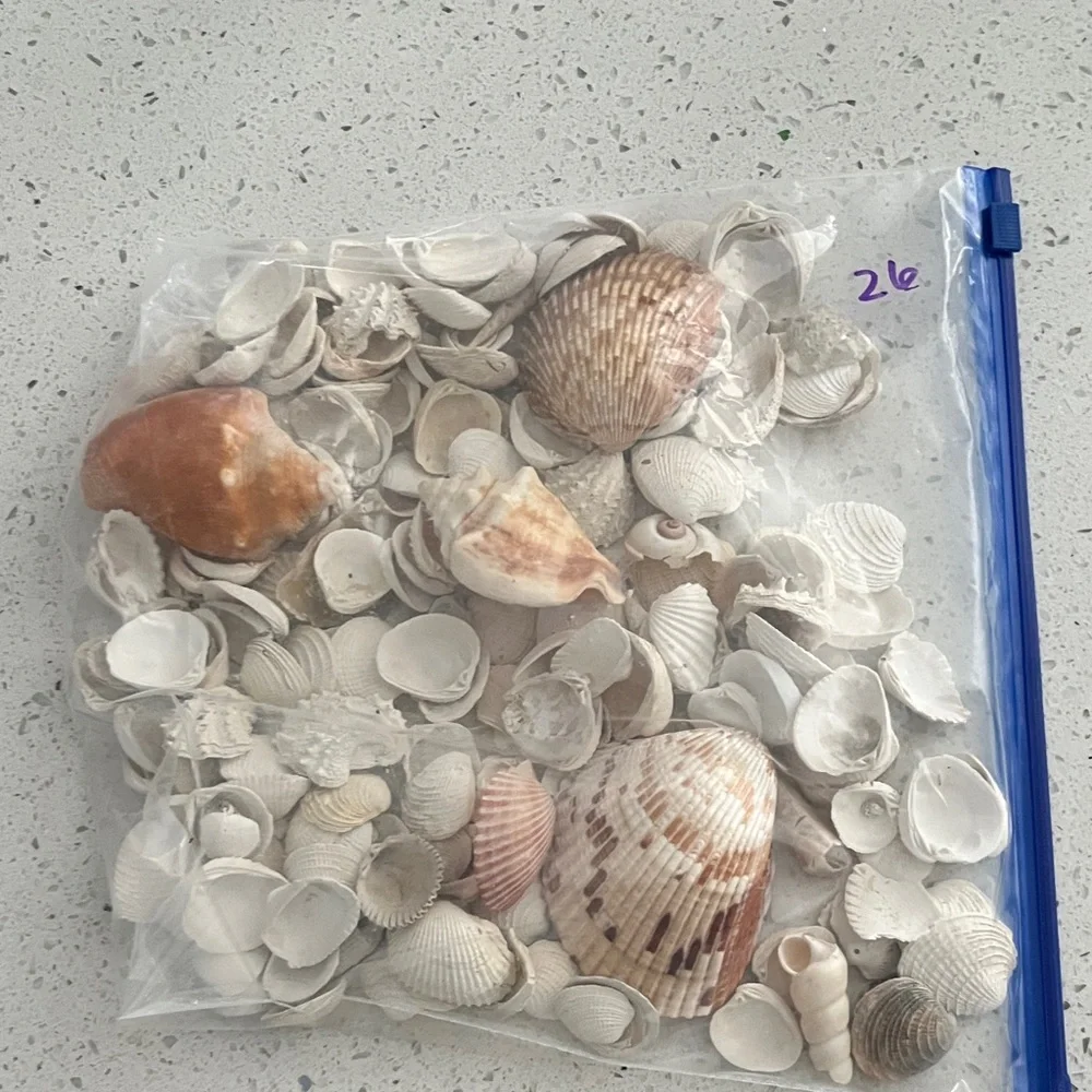 Hand Picked From the Beautiful Beaches of SWFL Decor,Crafting Natural Beauty